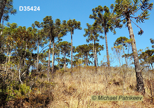 Campos do Jordao State Park, Sao Paulo, Brazil